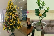 Cây cảnh 'đột biến' mùa Tết khiến dân mê cười nghiêng ngả