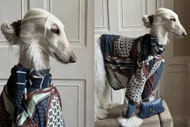 Chiêm ngưỡng 'chú chó quý tộc' có gu thời trang đỉnh nhất mạng xã hội