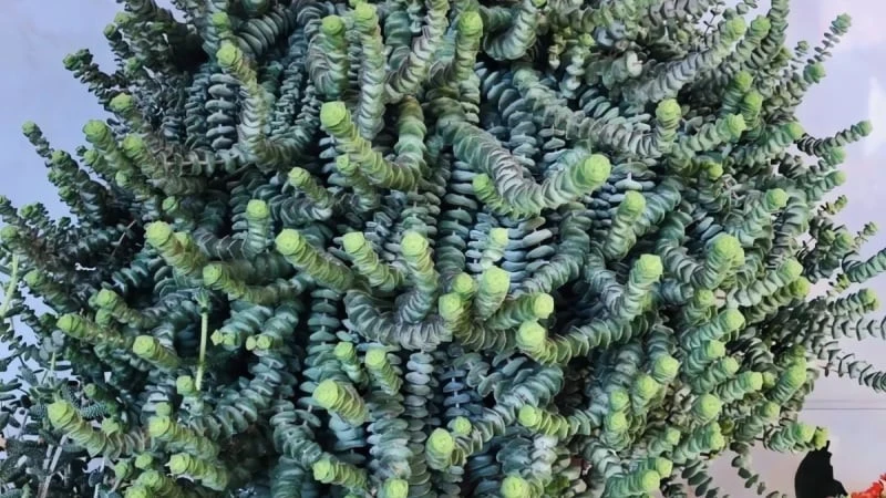 5 cây cảnh như bùa may mắn, đặt ở phòng khách, thu hút tài lộc