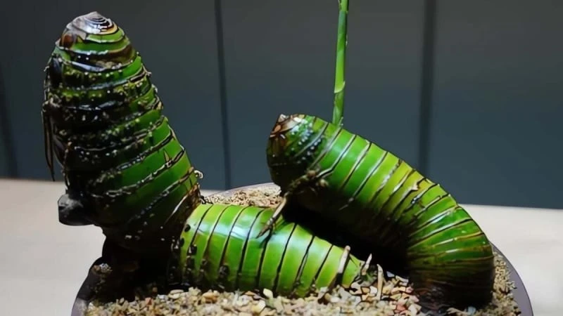 Cây cảnh mọc đầy đường Việt Nam bất ngờ hóa báu vật phong thủy