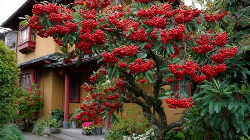 Có 4 cây cảnh này trước nhà, gia chủ tài lộc bất tận