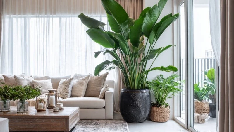 Top 5 cây cảnh tăng vận khí mùa đông, gia chủ nên trồng