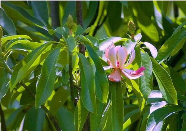 Cây vàng tâm cho gỗ tốt, khó mối mọt, khi khô không nẻ cũng không biến dạng nên được chuộng dùng đóng đồ dùng gia đình, làm đồ mỹ nghệ, chạm khắc, văn phòng phẩm. (Nguồn Blogcaycanh)