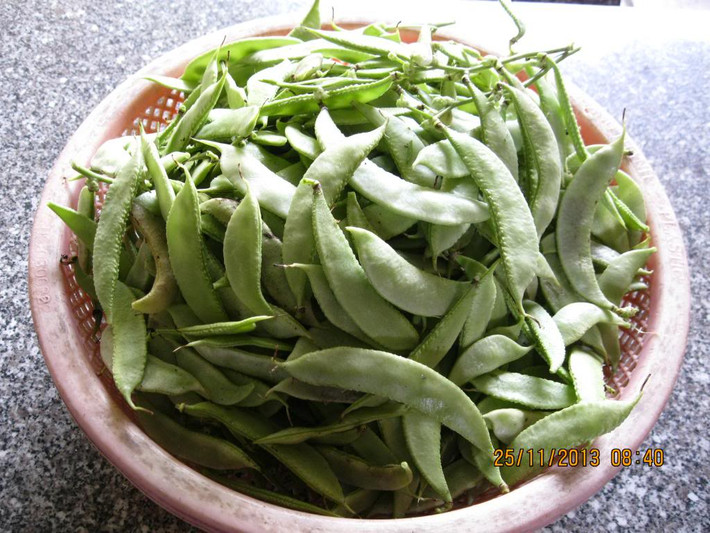 Cây đậu ván có nguồn gốc từ châu Phi. Nó được du nhập vào Việt Nam từ hàng trăm năm trước và mọc hoang trên khắp các vùng miền của cả nước. (Nguồn Tutrongrautainha)