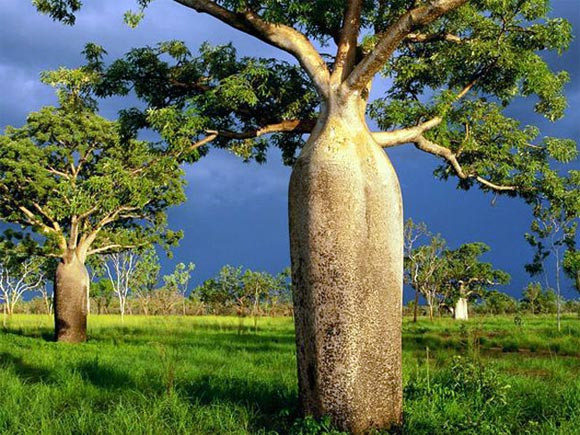 Hoa của cây bao báp chỉ nở trong 12 giờ ngắn ngủi. Hoa bắt đầu nở vào cuối buổi chiều, rạng rỡ nhất về đêm và bắt đầu héo rũ vào ngày hôm sau khi ánh nắng xuất hiện. (Nguồn Blogcaycanh)