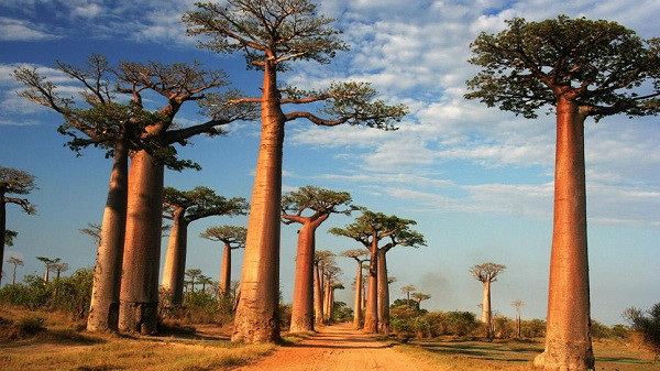 Trên thế giới có 8 loài cây bao báp nhưng trong số đó, có 6 loài chỉ sinh trưởng ở Madagasca, còn lại một loài bản xứ của Australia và một loài phổ biến ở châu Phi. (Nguồn Kenh14cdn)