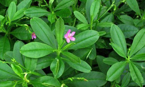 Cây sâm đất có thể thu hái quanh năm, dùng tươi hoặc phơi khô. Lá có vị cay và hơi đắng, còn rễ có vị ngọt, cay, tính mát. (Nguồn Khoahocphattrien)