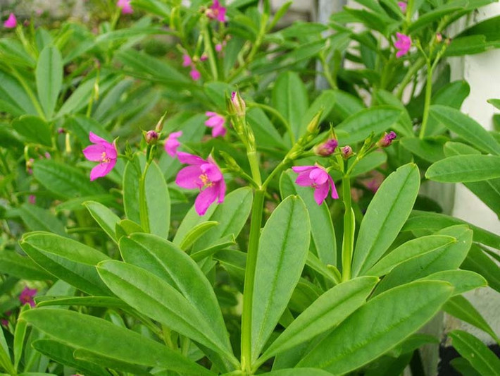 Cây sâm đất là dạng cây thân thảo, còn có tên gọi khác là thổ sâm hay địa sâm. Loại cây này mọc hoang ở khắp nước ta, đặc biệt là ở các tỉnh miền núi. (Nguồn Tacdungcuacay)