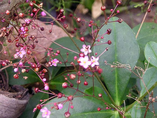 Ngoài ra, cây sâm đất còn được sử dụng như một vị thuốc có tác dụng bồi bổ cơ thể, giúp giảm đau, tiêu viêm, chữa tiểu đường, cao huyết áp,...(Nguồn Doisong)
