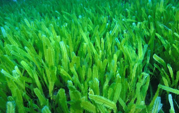 Tảo hủy diệt Caulerpa taxifolia thích nghi tốt với các vùng nước lạnh. (Nguồn Wp)