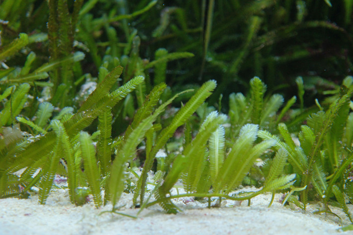 Nhiều biển của một số nước đã bị tảo hủy diệt Caulerpa taxifolia tấn công như Pháp, Italia, Tây Ban Nha, Croatia và Tunisia. (Nguồn Plantis)
