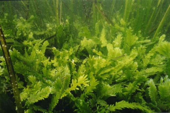 Tảo hủy diệt Caulerpa taxifolia thực chất là một loại rong biển. Nó có thể sống được điều kiện môi trường ấm và ẩm khoảng hơn 1 tuần mà không cần nước. (Nguồn Abc)