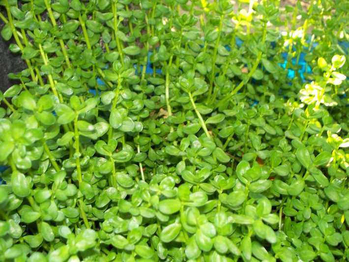 Ngoài ra, rau đắng còn được dùng để chế biến hay ăn kèm các món canh và lẩu như canh rau đắng, cháo cá quả rau đắng, lẩu cháo ếch rau đắng, lẩu cá kèo,...(Nguồn Nongsandungha)