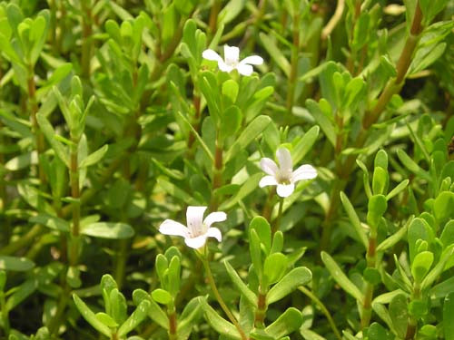 Không chỉ là một loại thực phẩm tốt, rau đắng còn là một vị thuốc giúp phòng và trị một số bệnh thường gặp như tăng khả năng nhận thức, giảm lô âu và căng thẳng, chống viêm,...(Nguồn Vcmedia)