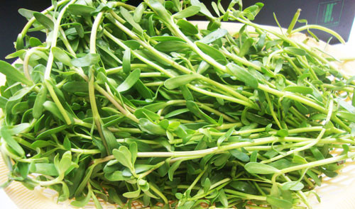 Rau đắng được sử dụng phổ biến trong bữa ăn gia đình như một loại thực phẩm. Loài thực vật này thường được thu hái toàn cây, sử dụng tươi hoặc phơi khô để sử dụng dần. (Nguồn Nhavuontaigia)