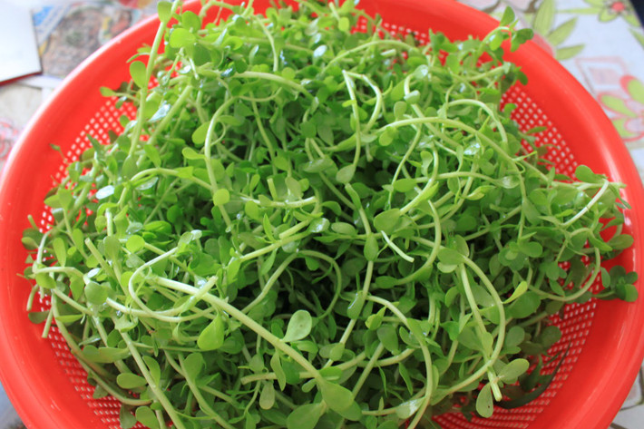 Ở nước ta, cây rau đắng mọc nhiều ở nhiều tỉnh ở miền Nam Bộ và Nam Trung Bộ. Rau đắng được trồng bằng hạt và cây con, thu hái vào mùa xuân và hạ. (Nguồn Agarwood)