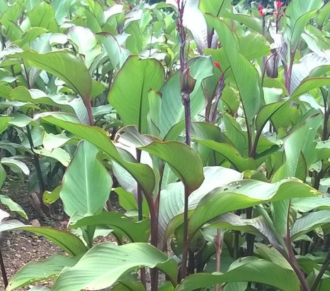 Ở nước ta, người dân tộc Dao có sử dụng cây dong riềng đỏ làm thực phẩm hàng ngày nên hầu như không mắc các bệnh về tim mạch.