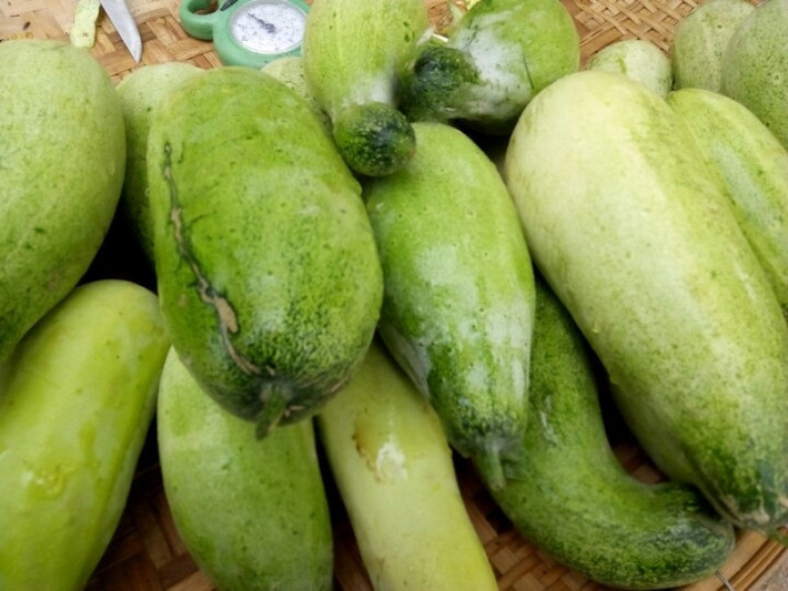 Người Mông trồng cây dưa mèo thậm chí còn không cần làm giàn cho dưa leo mà dưa bò tự do trên trên mặt đất nương, trên các mỏm đá…(Nguồn Webgiasi)