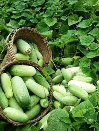 Dưa mèo là cách gọi thông thường của người dân ở Lai Châu về một loại dưa do người dân tộc Mông có vỏ nhìn giống hệt với quả dưa chuột. Tuy nhiên, quả dưa mèo có ruột đặc, cùi dày, ăn giòn và ngọt mát. (Nguồn Hstatic)