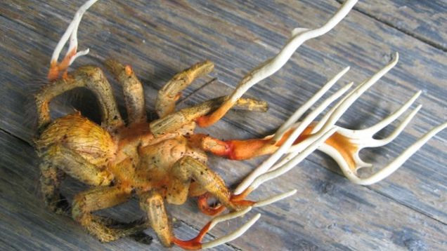 Đây là những gì sẽ xảy ra khi loài nấm ký sinh Cordyceps xâm lấn từng mô trong cơ thể của nhện đen lớn. Một số loài nấm thậm chí còn có khả năng điều khiển trí óc, biến con mồi thành zoombie.