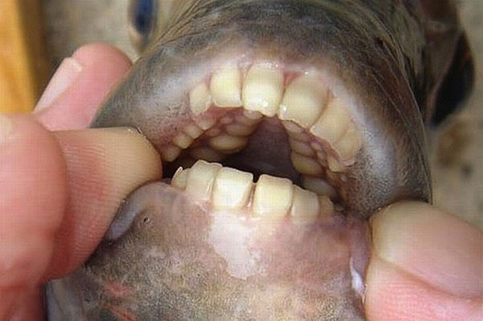 Cá Pacu là tên gọi chỉ chung cho một số loài cá nước ngọt ở Nam Mỹ có quan hệ gần gũi với loài cá piranha. Đây là loài cá được biết đến vì có hàm răng giống như răng người và có thói quen thích cắn “của quý” của đàn ông.
