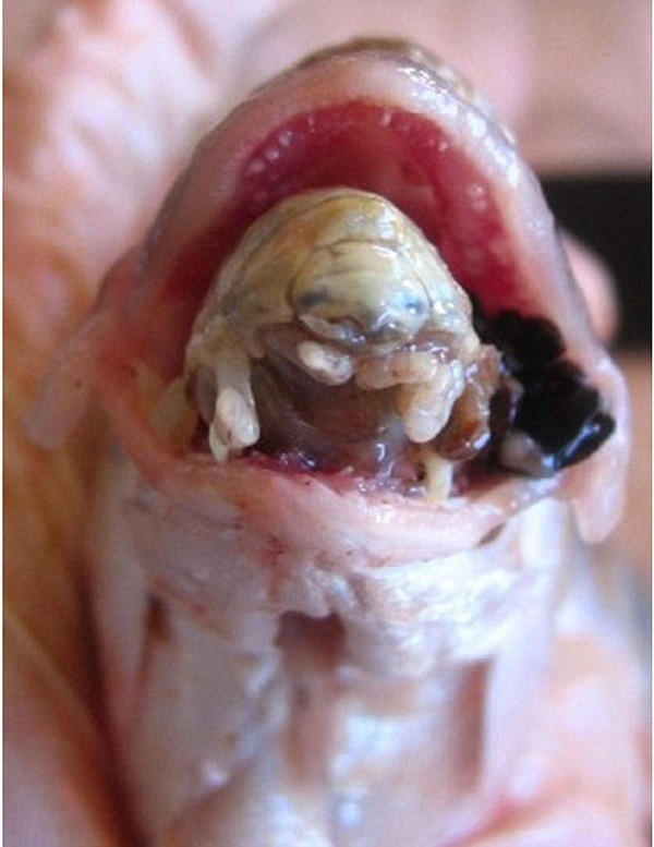 Cymothoa exigua là một loại ký sinh trùng đáng sợ, được biết đến như con rận ở lưỡi cá. Chúng xâm nhập vào cá thông qua mang cá, sau đó bám chặt vào gốc lưỡi cá, dần dần ăn mòn và thay thế cái lưỡi trong miệng cá.