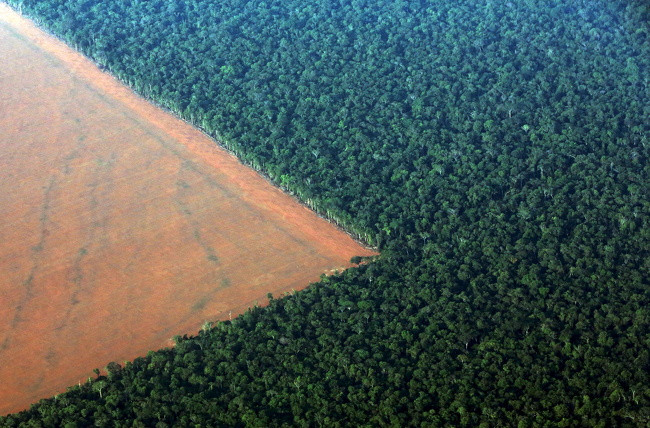 5. Diện tích rừng giảm nghiêm trọng ở Brazil