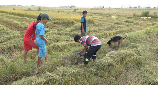 Từ người lớn đến trẻ em đều trở thành "thợ săn" chuột đồng.