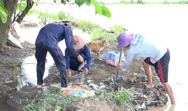 Khi mùa nước lũ về, việc săn chuột đồng trở thành thú vui và có thêm nguồn thu nhập đáng kể cho người dân miền Tây. Hiện tại, giá chuột bán tại chợ khoảng 80.000 đồng/kg.