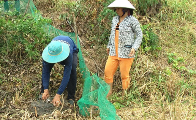 Đào hang hoặc đặt rập để bắt chuột đồng .