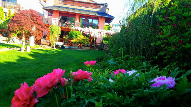 Ngoài cây tử đằng rực rỡ sắc tím hồng, khu vườn tuyệt đẹp của chị còn tràn ngập màu sắc của hoa mẫu đơn, hoa hồng, dạ yến thảo và các loại cây lá sắc màu.
