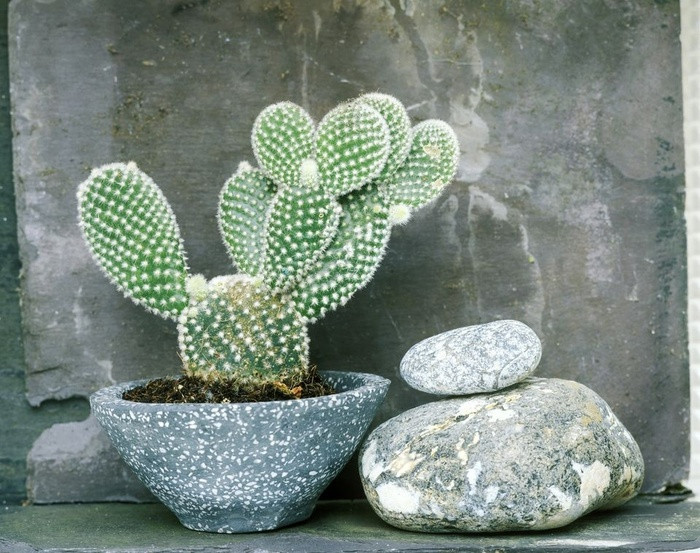 Xương rồng Nopal Xương rồng Nopal là loại cây xương rồng có gai nhọn màu trắng. Nếu được trồng trong điều kiện đất tốt, loại xương rồng này có thể cao từ 0,6-1,5m. Xương rồng Nopal có hoa màu vàng nhạt và quả màu đỏ.