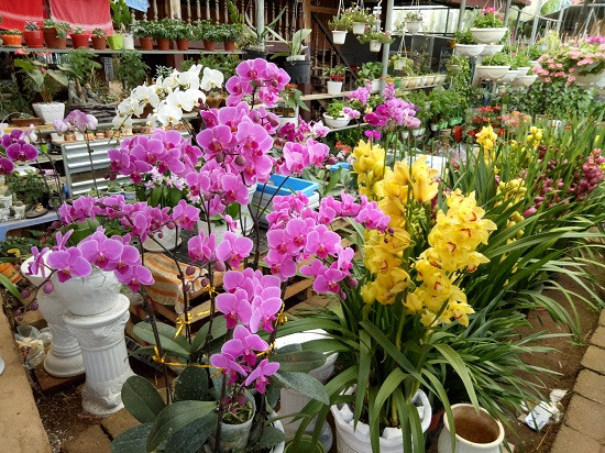 Chủ nhân của vườn hoa tết này là chị Lường Thị Thanh Huyền, ở tổ 4, (phường Tô Hiệu, thành phố Sơn La, tỉnh Sơn La). Từ sở thích, đam mê với hoa, năm 2013, chị Huyền đã bỏ vốn xây dựng nhà giàn rộng chừng 500 m2 để trồng, có có máy che, giàn treo hoa để trưng bày hoa. Chị đặt tên cho vườn hoa của mình là vườn hoa Bảo Trâm.