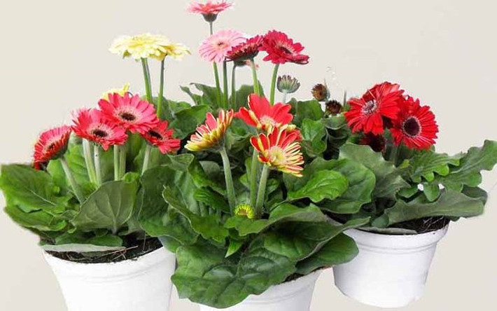 Hoa cúc đồng tiền mini cũng đang hút khách.