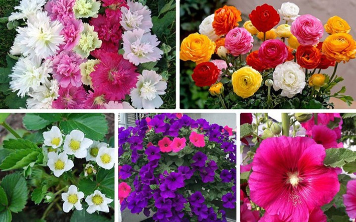 Thị trường hoa Tết năm nay có nhiều loại hoa lạ, đẹp mắt, giá lại phải chăng, trong đó có hoa dạ yến thảo, mãn đình hồng, mao lương, dây tây...