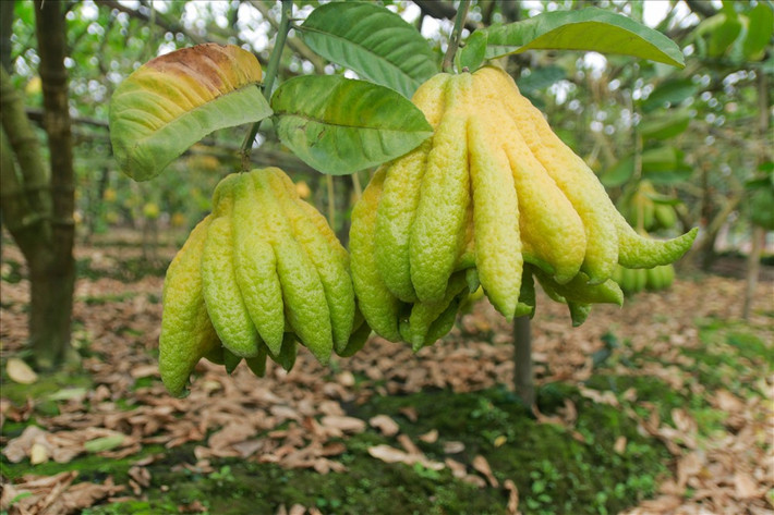 Một vài năm trở lại đây, phật thủ trở thành loại quả được ưa chuộng và không thể thiếu trên bàn thờ tổ tiên mỗi dịp Tết đến xuân về. Đây là loại quả có mùi thơm dễ chịu, để được dài ngày và mang ý nghĩa tín ngưỡng sâu sắc. Chúng tôi tìm đến Yên Sở và Đắc Sở (Hoài Đức, Hà Nội) – hai xã nổi tiếng trong nam ngoài bắc với nghề trồng phật thủ vào cuối tháng 11 âm lịch. Tại đây, người dân đang chuẩn bị những khâu chăm sóc, bảo quản cuối cùng cho phật thủ trước khi xuất bán vụ Tết Mậu Tuất.