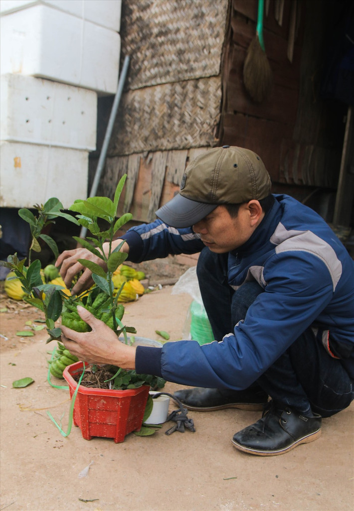 Còn gần tháng nữa mới đến Tết Nguyên Đán nhưng anh Bắc đã tìm đến vườn chọn mua cây phật thủ bonsai. Anh cho biết, vài năm nay anh đều chơi loại cây này vì nó lạ mắt, có mùi thơm dễ chịu lại rất bền.