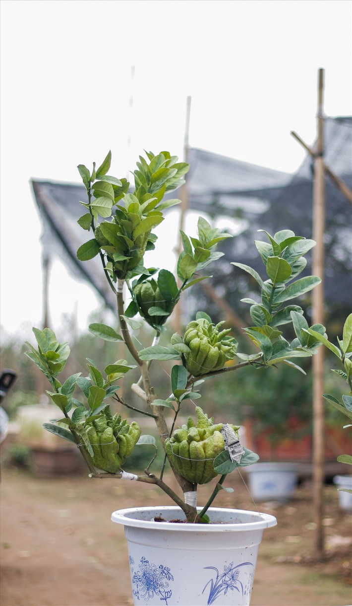 Anh Hà Văn Khánh – một người làm phật thủ bonsai với 4 năm kinh nghiệm chia sẻ: “Trồng phật thủ rất khó nhưng tuổi đời thì ngắn. Nhiều nhất là 6-7 năm. Anh bắt đầu làm bonsai để tăng kinh tế và đáp ứng nhu cầu tiêu dùng. Một quả như thế này có giá bán thường khoảng 70.000đ nhưng khi ghép bonsai thì hơn 300.000đ.”