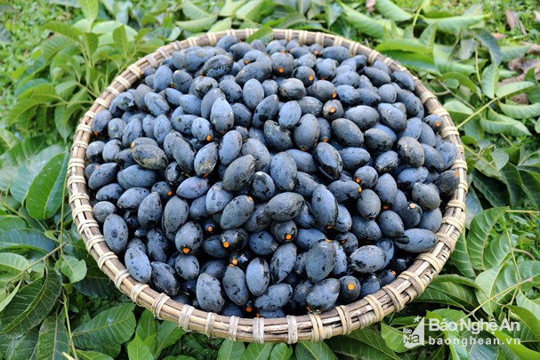 Nghề trèo trám nhiều lúc phụ thuộc vào “con mắt biết nhìn”, thời tiết, hên xui… Tuy vất vả, hiểm nguy rình rập là vậy, nhưng vì mưu sinh nên người dân ở những vùng quê có trám cũng phải bám lấy nghề. Ảnh: Huy Thư