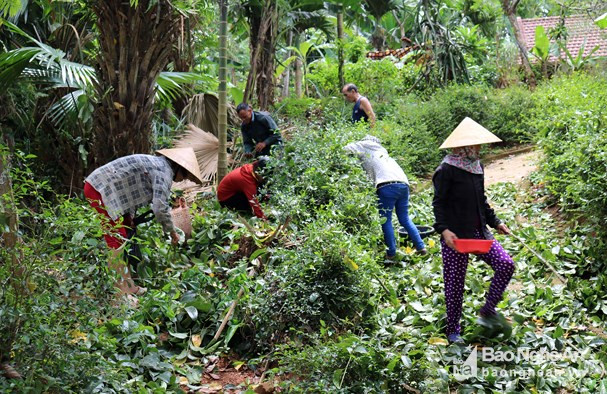 Nghề trèo trám vất vả, nguy hiểm là vậy, nhưng hầu hết những người làm nghề đều chủ quan, ít ai đeo dây bảo hiểm khi lên cây, bởi theo họ “mang dây bảo hiểm trên cây vướng, khó làm việc”. Gần đây, sau một số vụ tai nạn thương tâm, nhiều người trèo trám đã trang bị dây bảo hiểm. Ảnh: Huy Thư