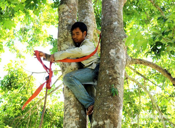 Với những người làm nghề trèo trám, ngồi vắt vẻo trên cây để chọc trám là chuyện bình thường. Họ còn tự nhiên đi lại trên cành cây như diễn xiếc. Ảnh: Huy Thư