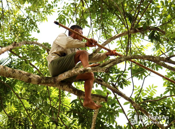 Leo được lên cây trám đã khó, chọc cho quả rơi xuống đất lại còn khó hơn. Bởi ở trên cây trám vô cùng chênh vênh, người trèo phải giữ cho được thăng bằng và trổ hết các "chiêu" đứng, ngồi, ôm, quặp, ưỡn, với… thì mới chọc được quả trám. Ông Trần Văn Kỳ (59 tuổi) ở xã Thanh Tiên, huyện Thanh Chương - người có thâm niên hàng chục năm trong nghề trèo trám cho biết: Nguy hiểm nhất của việc trèo trám là cây cao, cành giòn, dễ gãy nên sơ suất là có thể rơi xuống đất. Ảnh: Huy Thư