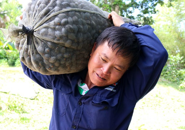 Nhiều khi phải trèo lên những cây cọ để tìm tòi, góp nhặt từng quả trám rơi mắc trên đó. Ảnh: Huy Thư