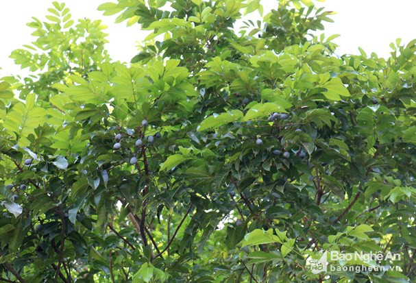Cây trám cho số lượng quả nhiều hiện nay chủ yếu là trám lâu năm, cao lớn trong vườn nhà dân. Hái trám khó bởi cây trám cao, tán rộng, quả nhỏ, đen, xen trong cành lá rất khó phát hiện. Ảnh: Huy Thư