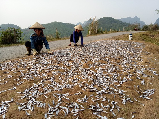 Nghề làm cá khô ven sông Đà đang mang lại nguồn thu nhập khá cho người nông dân. Cá sông được đánh bắt bằng lưới, người nông dân thu gom về làm cá khô thương phẩm. Có rất nhiều loại cá khô như cá mương khô, cá tép dầu khô, cá ngáo khô, cá chỉ vàng khô… mỗi loại có giá bán khác nhau. Trong đó, một số loại làm thực phẩm cho thức ăn cho chăn nuôi, còn một số loại làm thực phẩm.