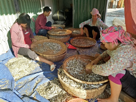 Sản phẩm làm ra được thương lái đến thu gom tận nơi, bán giá ổn định nên có những gia đình có 5 – 6 thành viên đều làm cá khô.