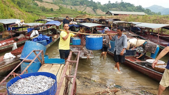 Mỗi kg cá có giá từ 5.000đ – 10.000đ. Sau khi đem về chế biến phơi khô, giá bán 20.000đ – 25.000đ/kg đối với cá khô làm thức ăn chăn nuôi, giá từ 50.000đ – 100.000đ đối với cá khô thực phẩm người sử dụng.