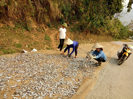 Nghề làm cá khô cũng phục thuộc vào mùa đánh bắt, thường từ tháng 10 dương lịch đến hết năm đánh bắt được nhiều, còn lại ít hơn. Thường thì 4 kg cá tuơi làm được 1kg cá khô, phơi 2 – 3 nắng.