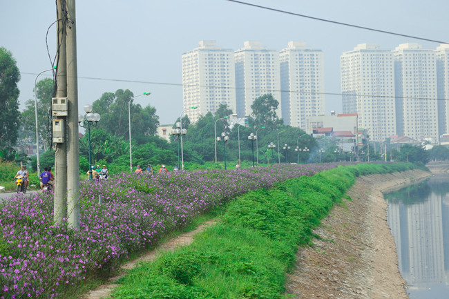 Đường Phan Trọng Tuệ, con đường ven bờ sông Tô Lịch, đoạn qua xã Thanh Liệt (Thanh Trì, Hà Nội) gần đây được nhiều người gọi là con đường hoa tím bởi luôn rợp sắc hoa dạ yến thảo Mexico, hay còn gọi là hoa chiều tím.