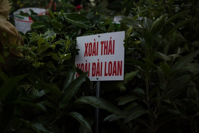 Cây giống nước ngoài tuy cho năng suất cao, nhưng hệ lụy của nó sau nhiều năm nữa là những giống xoài Việt dần mất thương hiệu. Thay vào đó là các loại hoa quả nước ngoài tràn ngập mà không cần PR, quảng cáo.